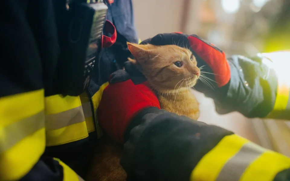 VIDEO: Zvířátko na víkend. Pražští hasiči zachránili kočku ze stromu