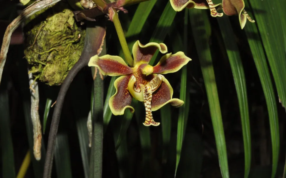 „Každá rostlina je jiná,“ říká kurátorka výstavy orchidejí Romana Rybková