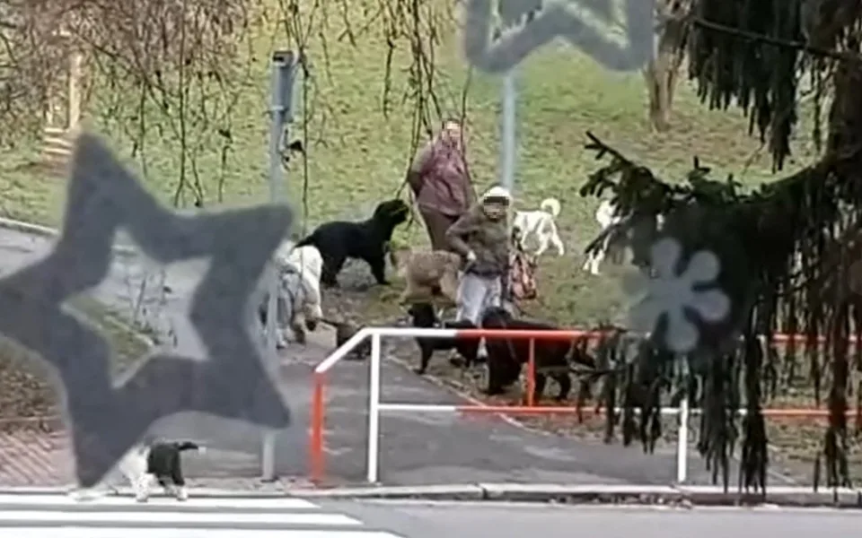 Žena chová v bytě čtrnáct psů, teď se má stěhovat. Smrad připomíná prasečák, líčí sousedka