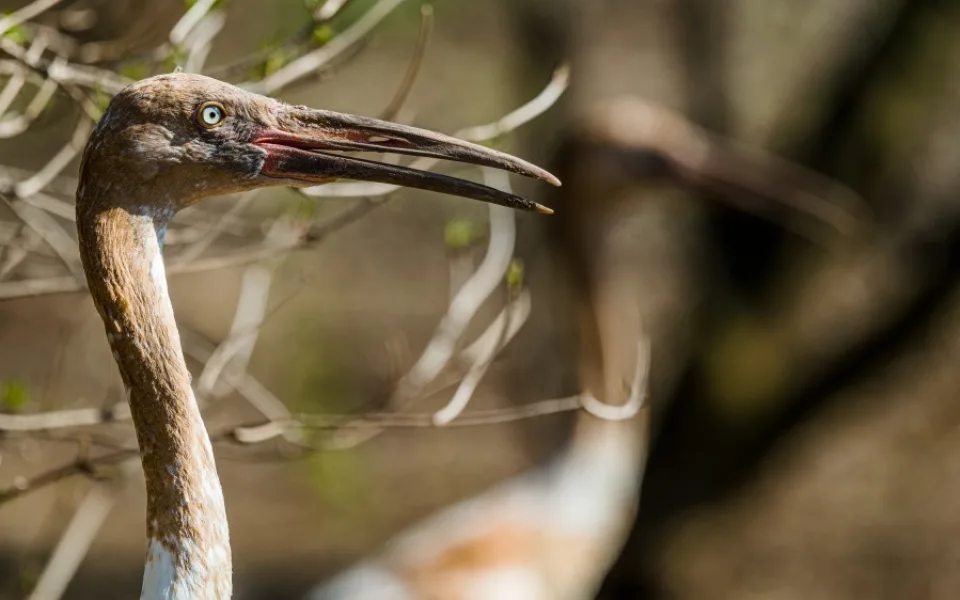 V pražské zoo lidé uvidí nejohroženější jeřáby na světě