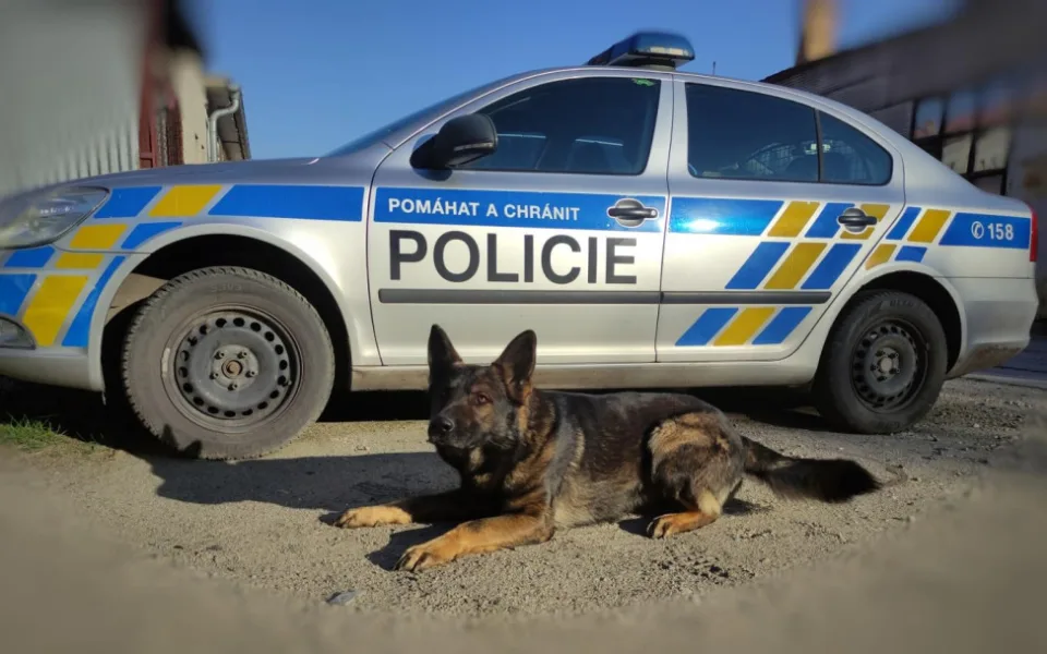 Zloděj chtěl vykrást dům, ale vyrušila ho majitelka. V křoví ho vyčmuchal policejní pes