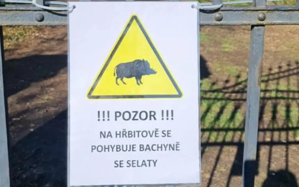 Na bohnickém hřbitově se prohánějí divočáci. Lidé mají být na procházkách opatrní