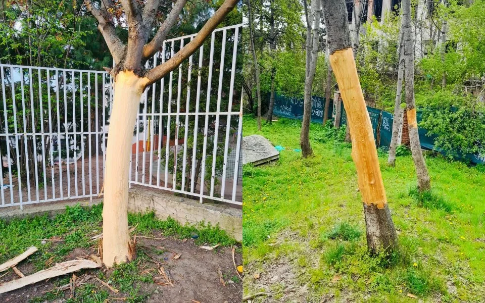 Vandal likviduje stromy na Žižkově. Strhává jim kůru