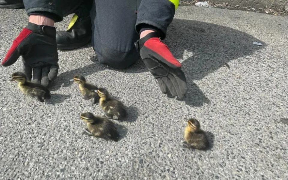 Kachna ztratila cestou přes kanál sedm potomků. Všechny se podařilo zachránit