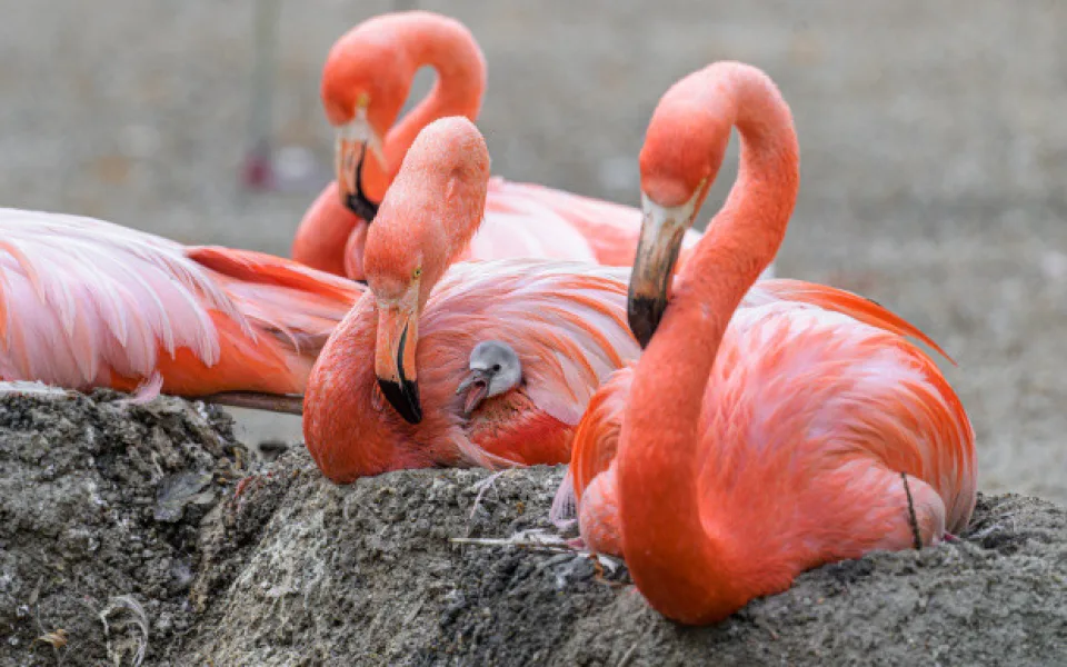 Zoo Praha