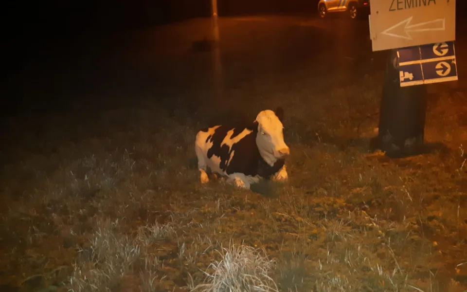 Kráva utekla svému majiteli a odpočívala na ulici v Praze. Čeká v útulku