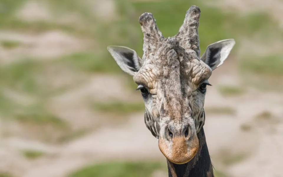 V pražské zoo uhynul nejstarší žirafí samec. Zplodil devětadvacet potomků