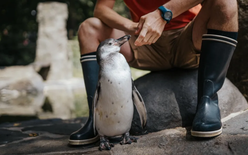 Malého tučňáka v pražské zoo vyhodili z hnízda. Chovatelům se nakonec podařil zázrak