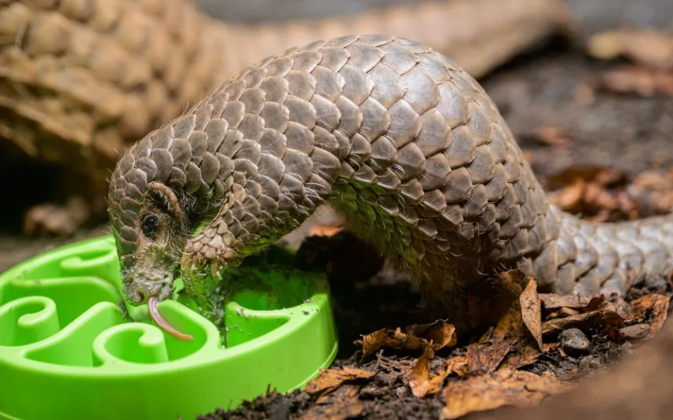Mládě luskouna v pražské zoo je oficiálně prvním odchovaným v Evropě