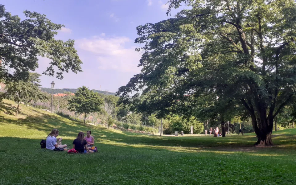 Praha 2 vyzývá své občany: Adoptujte si strom na Dvojce!
