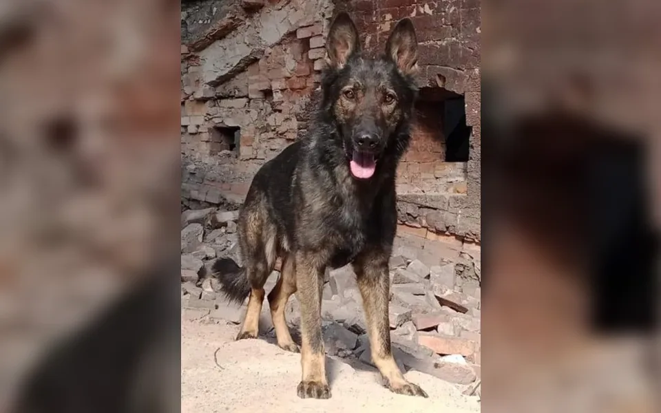 Tragický konec pátrání po Jaxovi. Psa, který zachraňoval lidi, srazil vlak