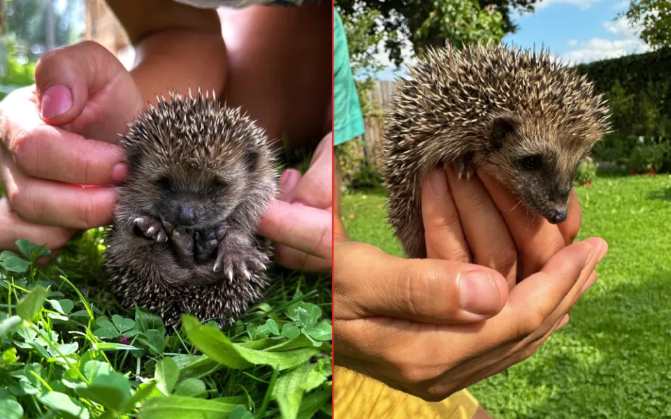 Máme na zahradě rodinku rozkošných ježků. Do záchranné stanice mláďata rozhodně neodneseme