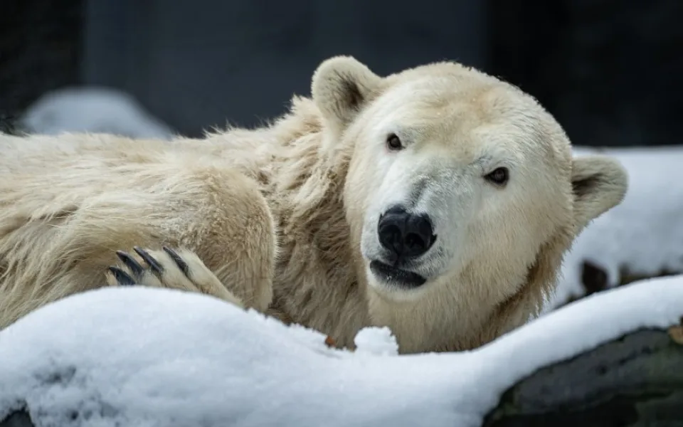 V pražské zoo utratili lední medvědici Bertu. Trpěla neléčitelnou nemocí