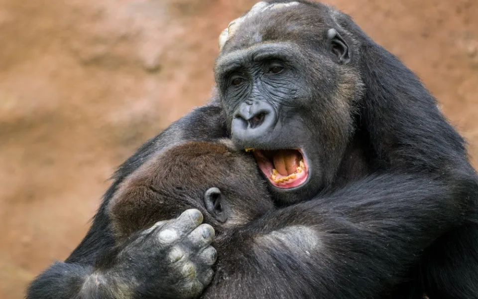 Zoo Praha