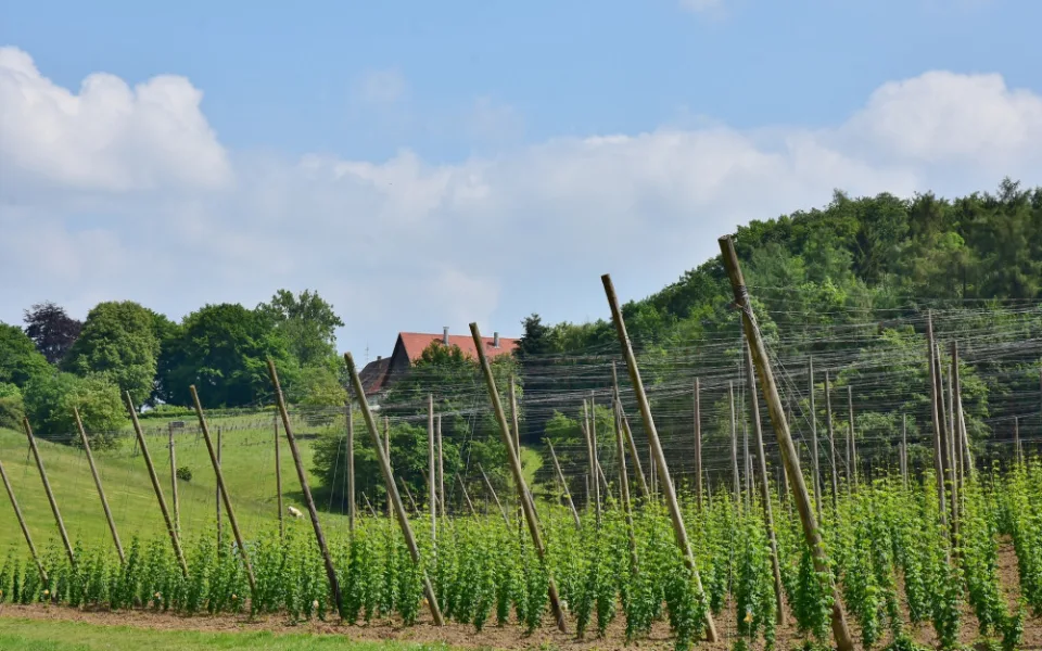 Ministerstvo zemědělství chce rozdělit 243 milionů producentům vybraných plodin