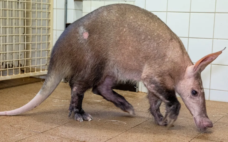 V pražské zoo je nejstarší hrabáč kapský, který kdy žil. Pieta oslavila 32 let