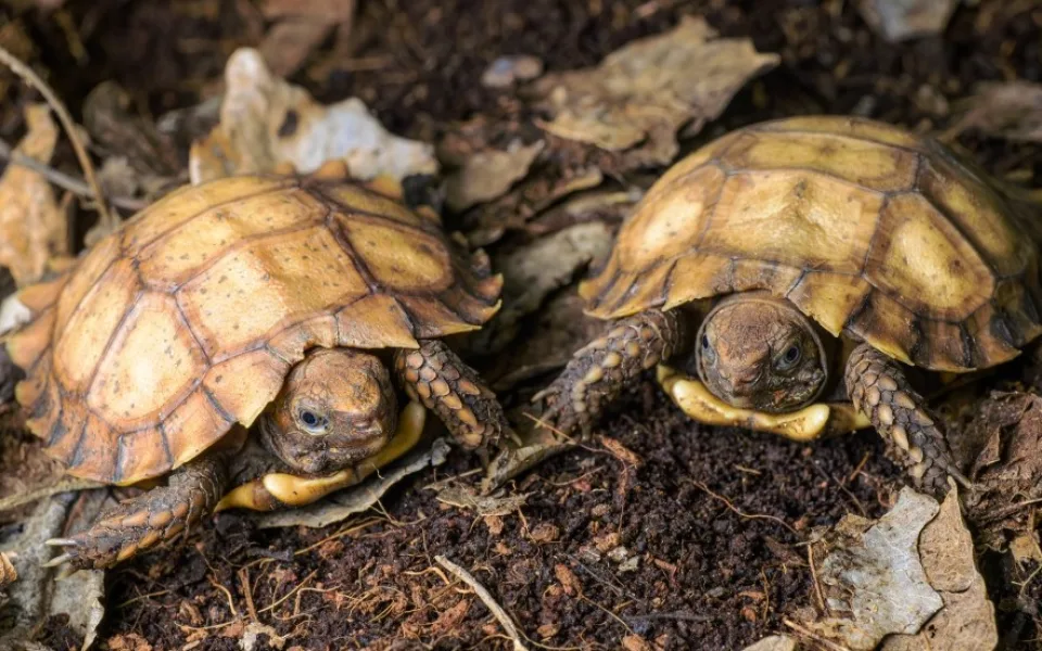Pražská zoo jako první v Evropě rozmnožila ohrožené želvy dlaždicovité
