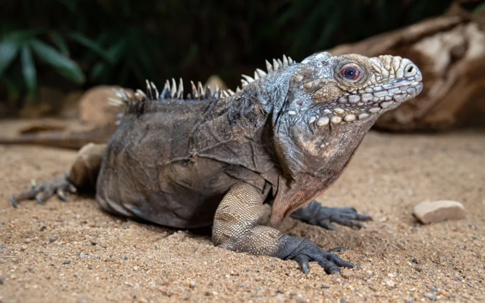 Pepíno žil v pražské zoo přes třicet let.