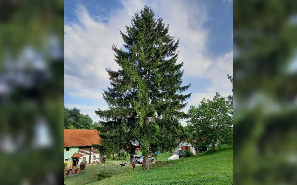 Praha zná svůj vánoční strom. Majitel se bojí, že mu spadne na chalupu, tak ho daruje