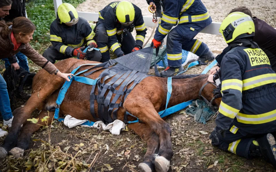 VIDEO: Zraněný kůň se nemohl postavit na nohy. Pomohli mu hasiči s vyprošťovacím autem