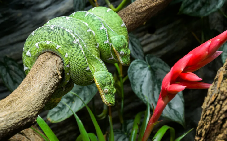 VIDEO: Tělo hada, hlava psa. Pražská zoo získala vzácné plazy