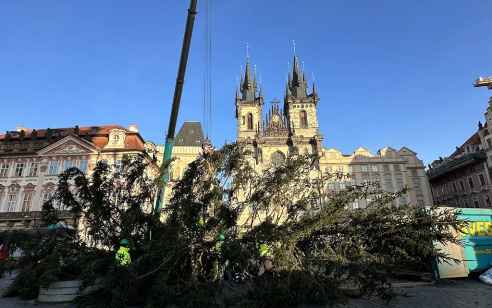 VIDEO: Vánoční strom na Staroměstské náměstí šel k zemi, kmen rozřežou na fošny