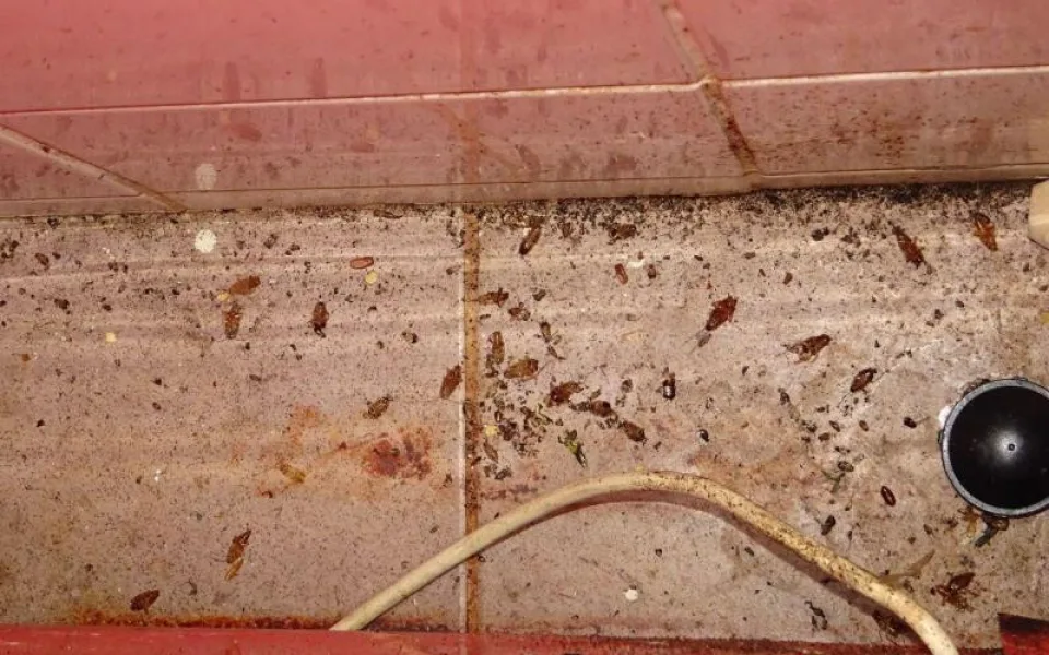 Mrtvý hmyz a všudypřítomná špína. Inspektoři po kontrole zavřeli asijskou restauraci