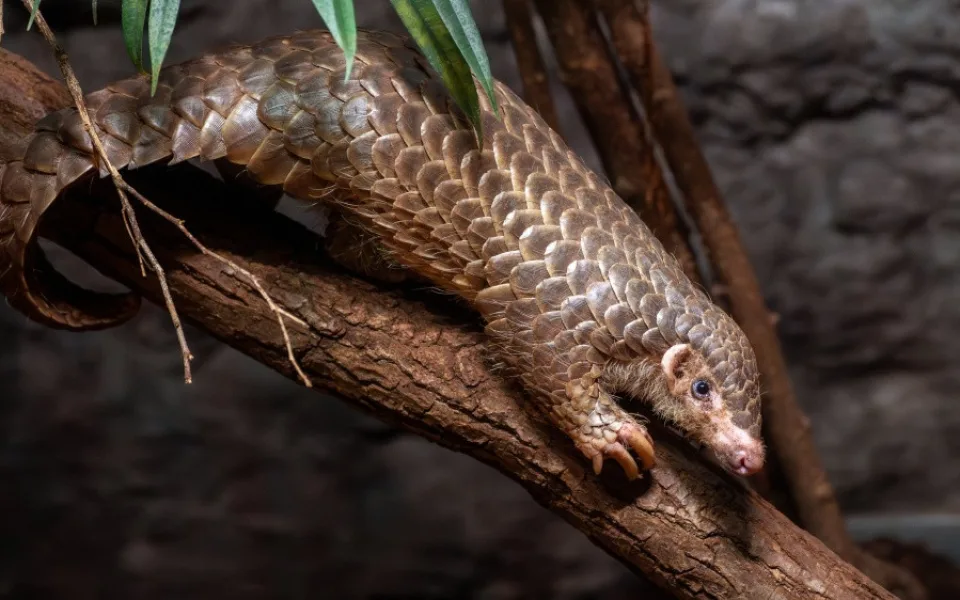 mládě luskouna krátkoocasého v Zoo Praha