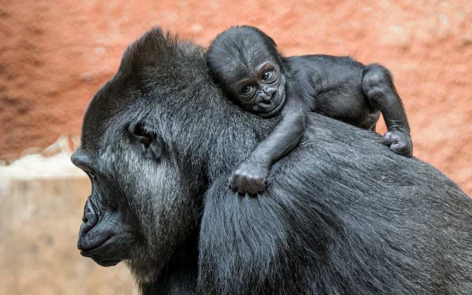 Zoo Praha