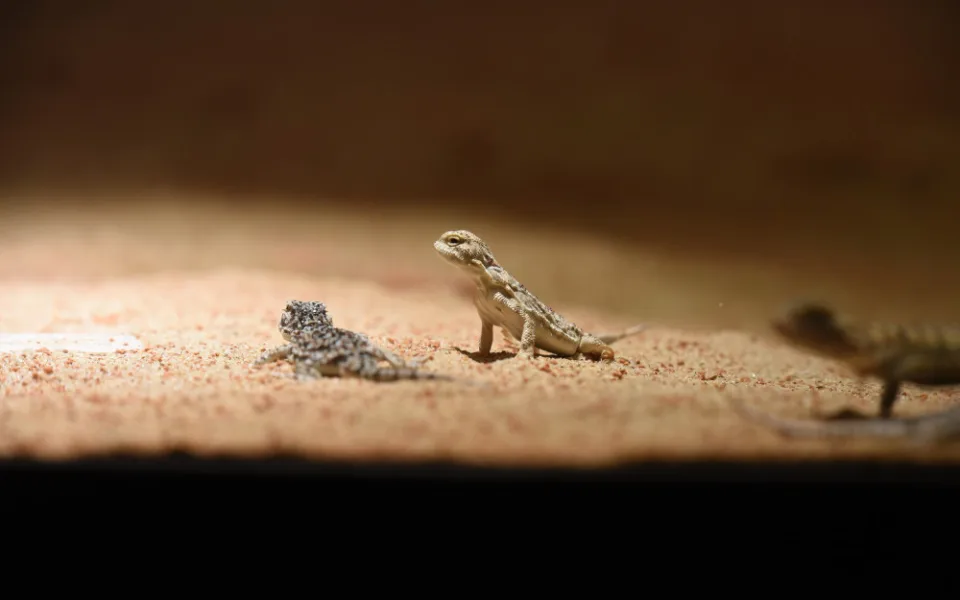 FOTOGALERIE: Podívejte se, jak vypadá nová expozice Pražské zoo inspirovaná pouští Gobi