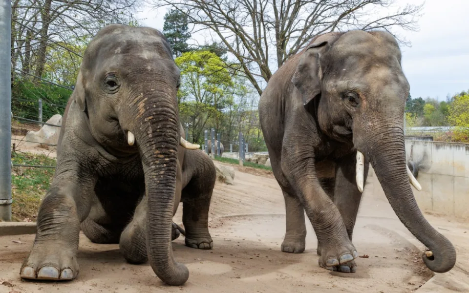 Sloní bratři opustí pražskou zoo. Max se stěhuje do Belgie, Rudi do Itálie
