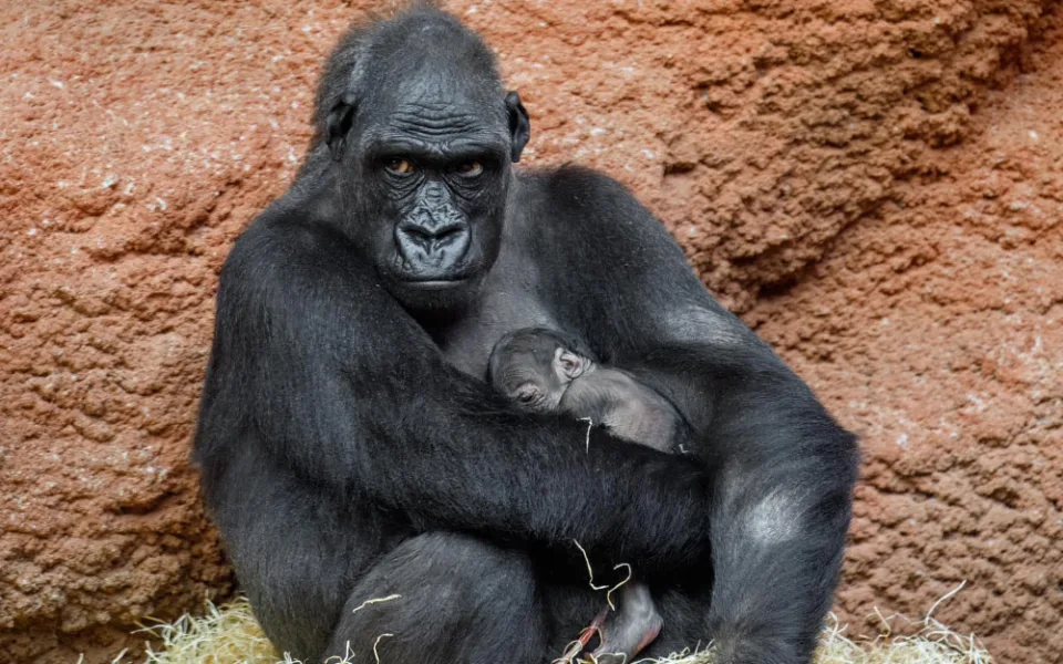 První snímek mláděte pořídil ředitel zoo