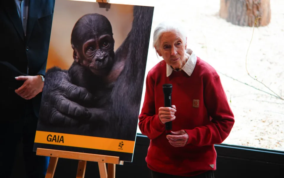 Legendární Jane Goodallová pokřtila gorilí samičku v pražské zoo. Vybrala pro ni jméno Gaia