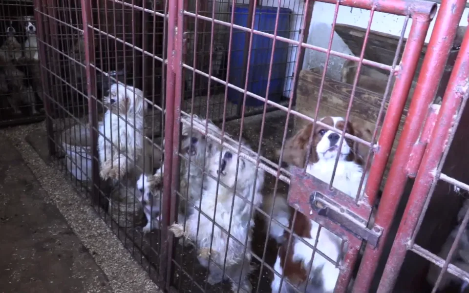 VIDEO: Důchodkyně si vydělávaly množením psů, v jednom domě jich týraly skoro sto