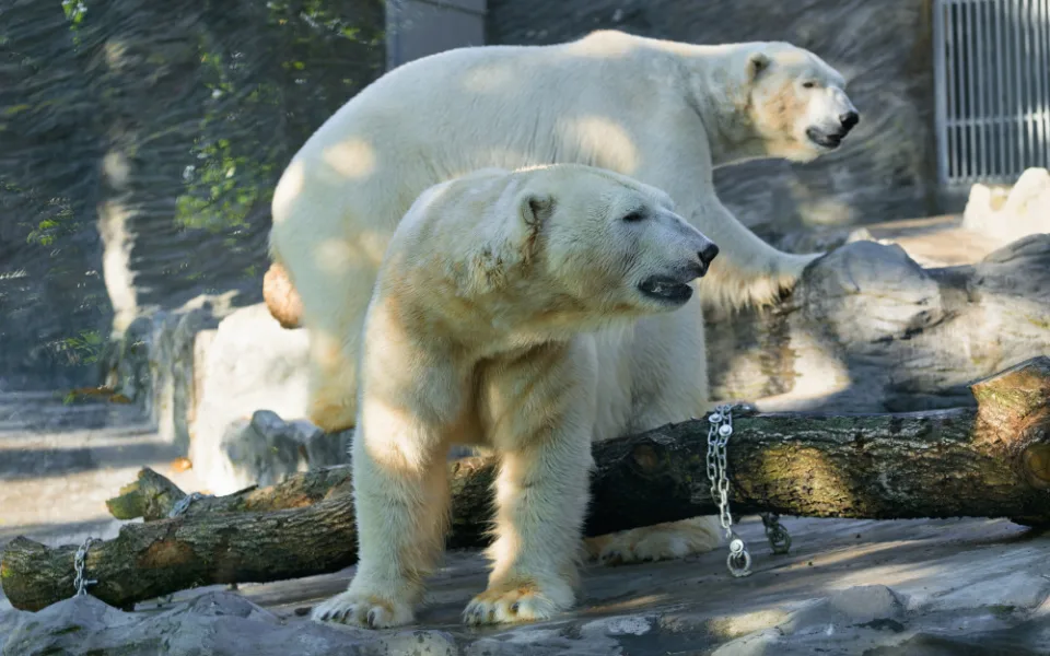 Do Zoo Praha dorazila medvědí dvojčata Gregor a Aleut