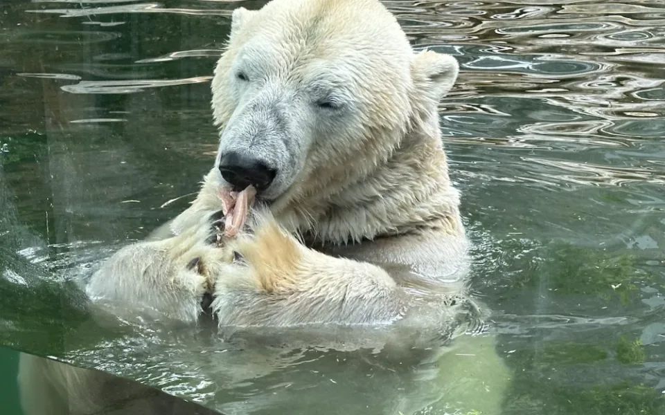 FOTOGALERIE: Svačina v bazénu, pak blbnutí s míčem. Podívejte se, jak si lední medvědi užívají nový domov v pražské zoo