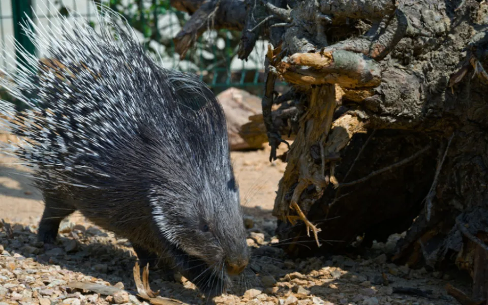 Zoo Praha