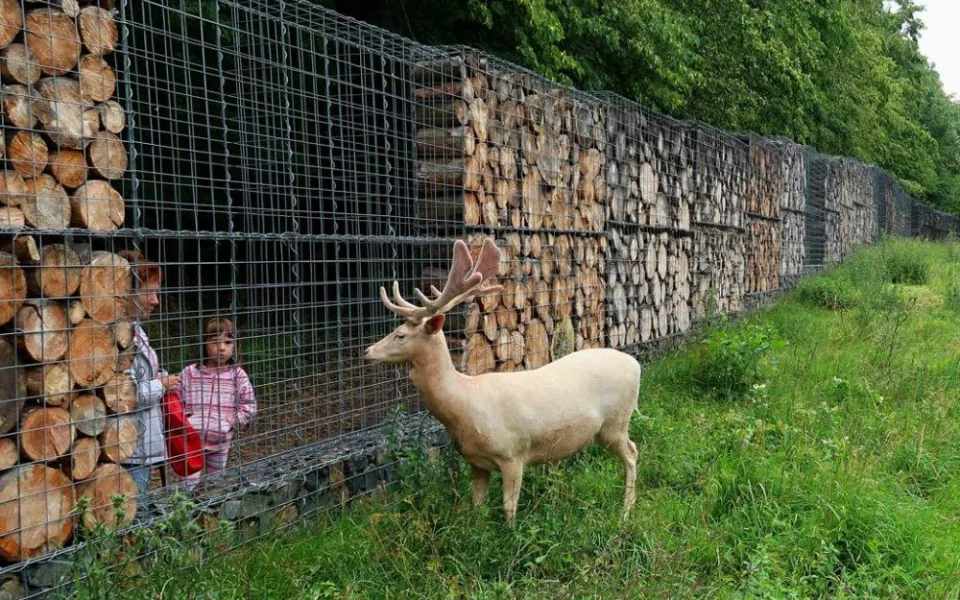 Zbytečná smrt daňci