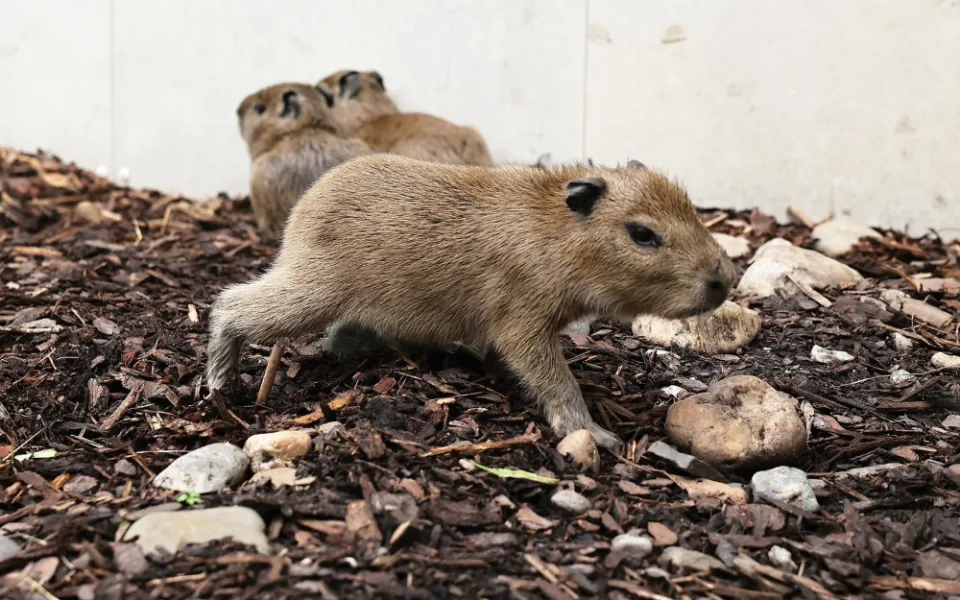 Zoo Praha přivítala čtyři mláďata kapybary, jedno asi nepřežije