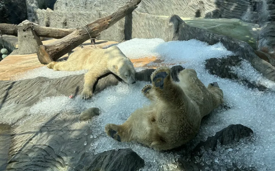 FOTO, VIDEO: Když je lední medvěd šťastný. Pražská zoo zchladila zvířata deseti tunami ledu