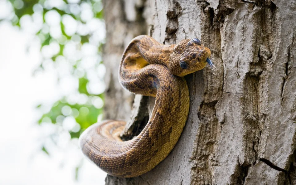 Hroznýšovec kubánský, foto: Petr Hamerník, Zoo Praha