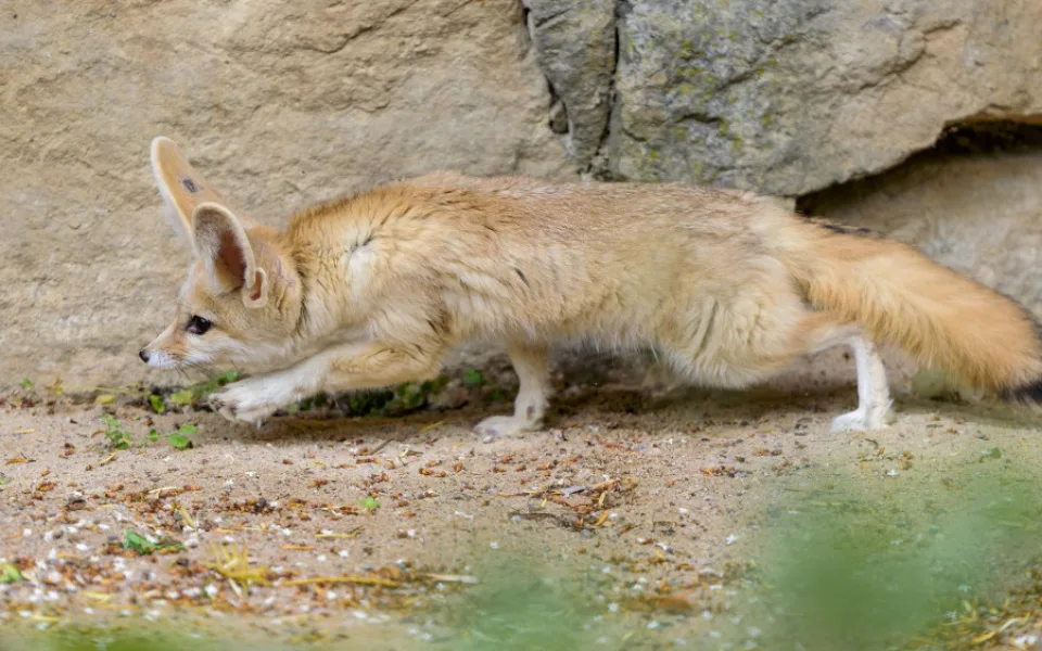 Z pražské zoo utekla samička fenka, přeskočila sklo ve výběhu