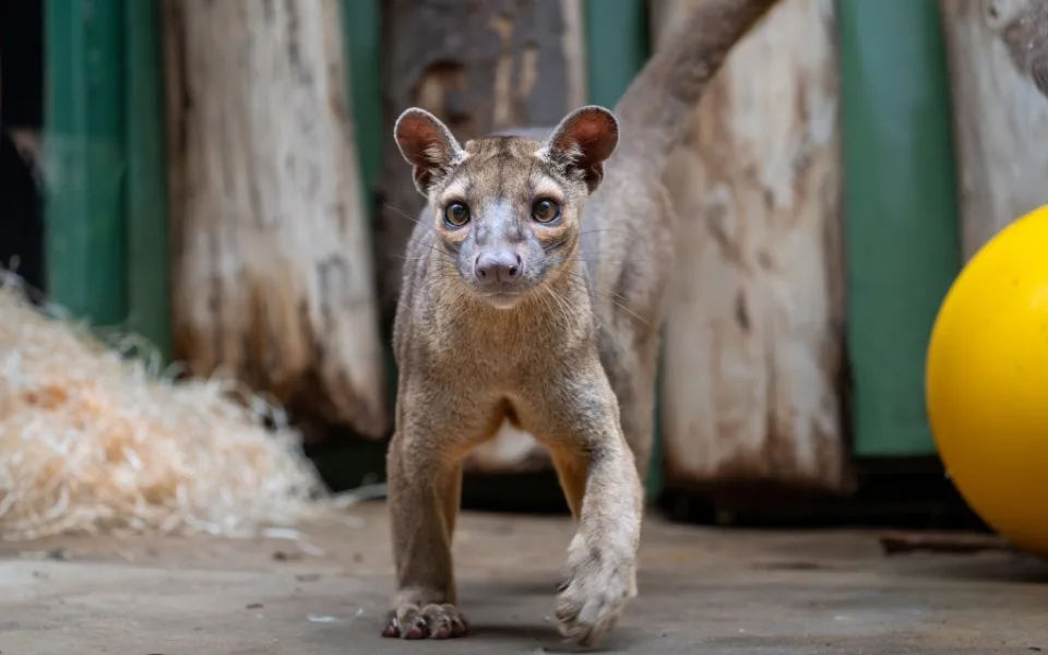 Zoo Praha