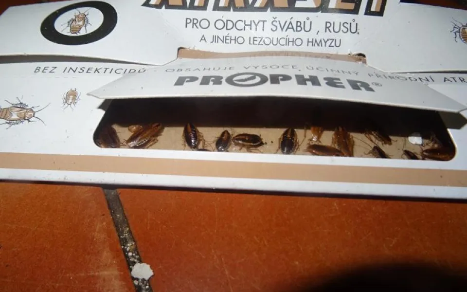 V restauraci v centru Prahy běhali švábi, neměla ani teplou vodu. Inspekce ji okamžitě zavřela