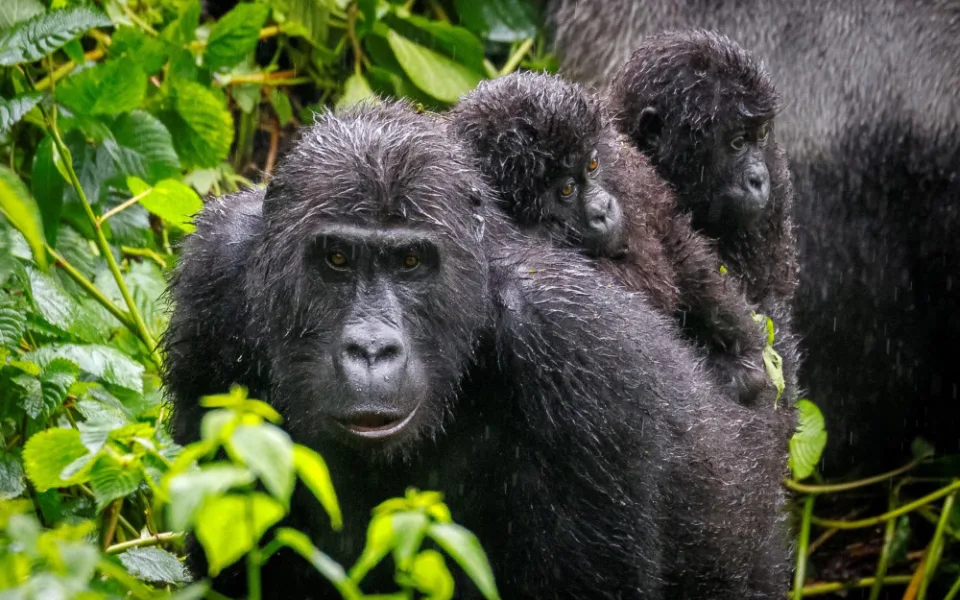 Pražská zoo pošle dvě stě tisíc na pomoc gorilám v Kongu, hrozí jim nákaza mpox