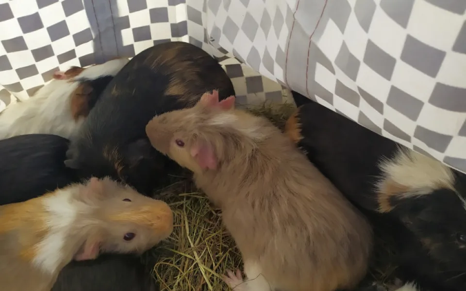 Přede dveřmi útulku odložili v tašce patnáct morčat. Po karanténě budou k adopci