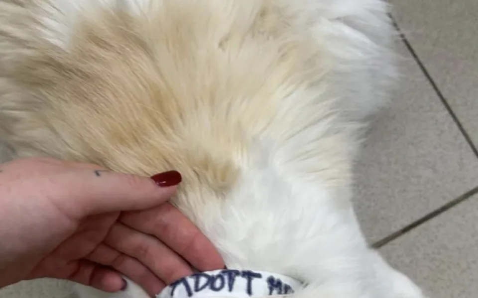 Zhrzený muž vzal bývalé partnerce tři kočky, napsal na ně adoptuj mě a nechal je v parku