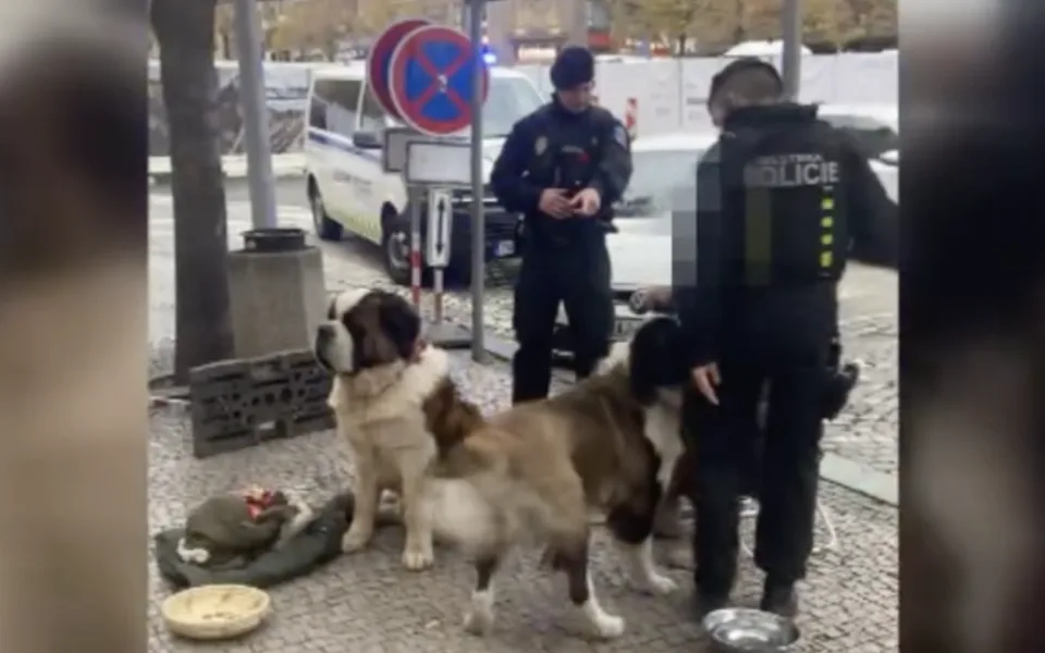 Za vystupování se zvířaty dostali cizinci pokutu.