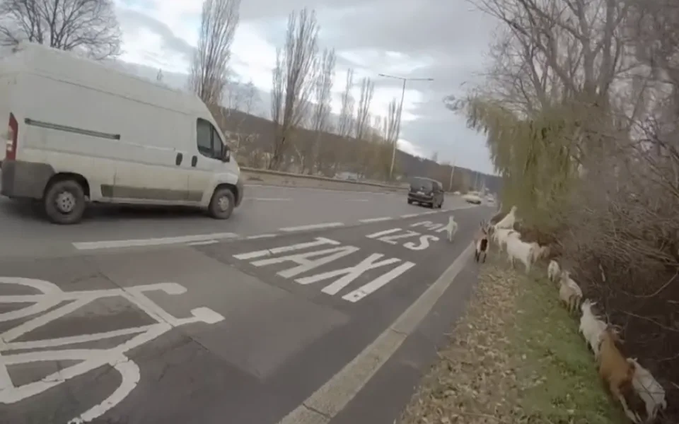 VIDEO: Chovateli v Praze uteklo stádo koz, z rychlostní silnice je zahnali strážníci