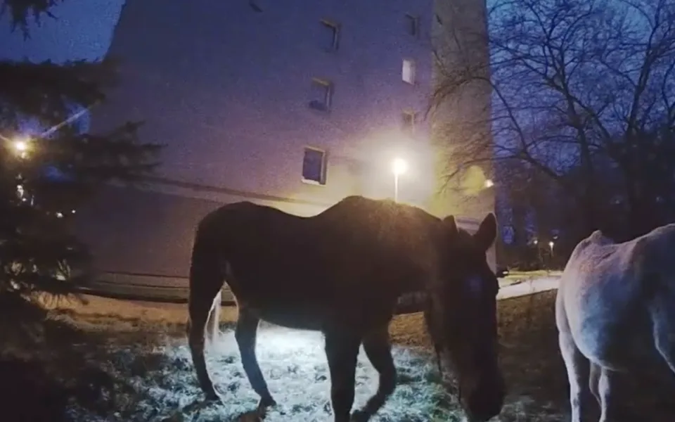 U paneláku v Praze se pásli dva koně, utekli majiteli z ohrady.